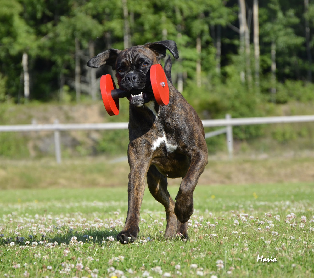 Boxer action