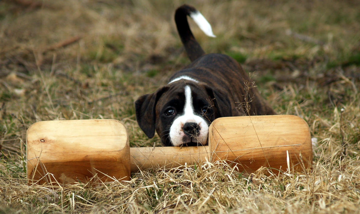 Boxer action