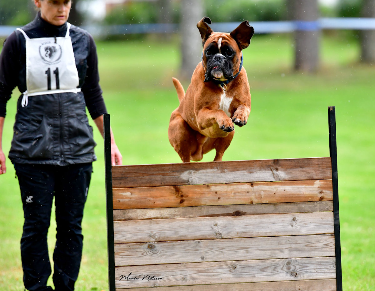 Boxer action