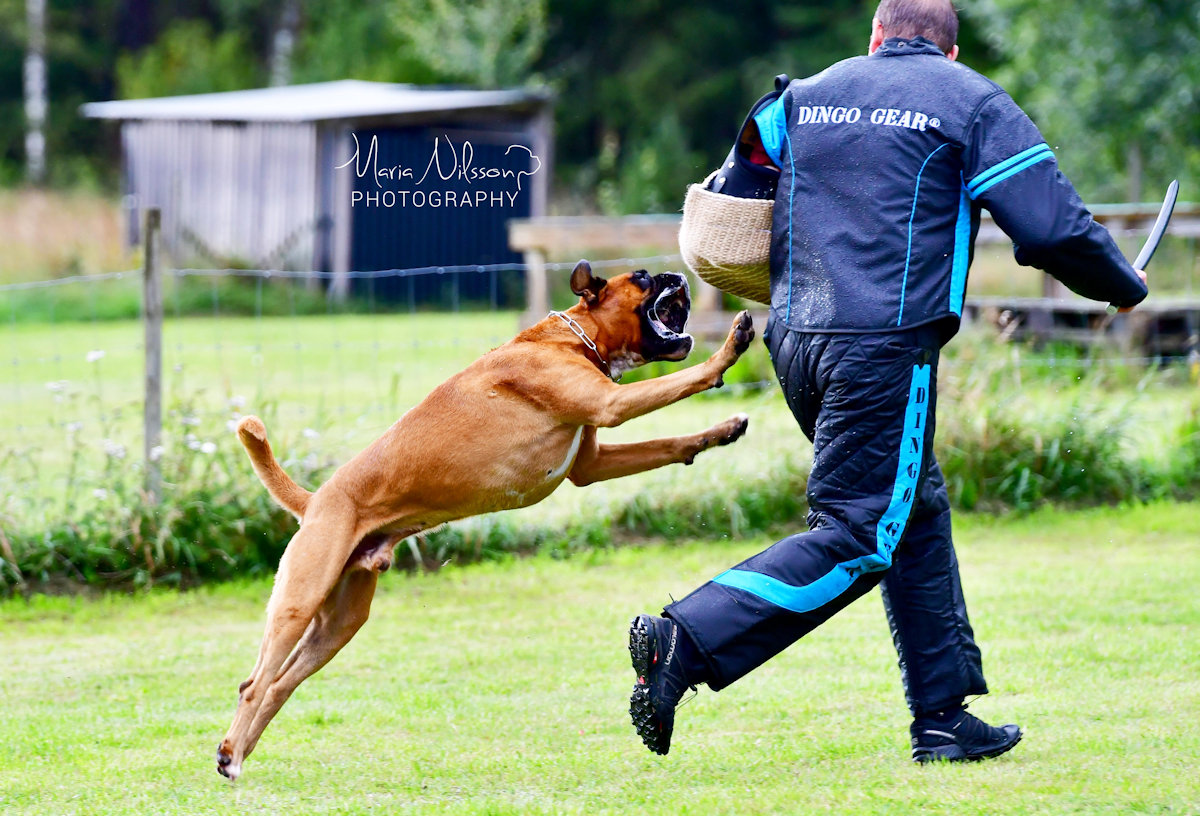 Boxer action