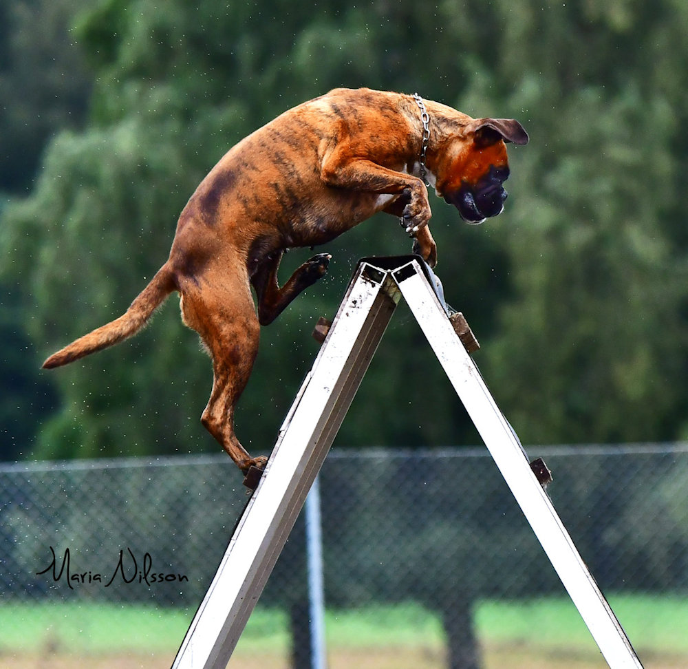 Boxer action