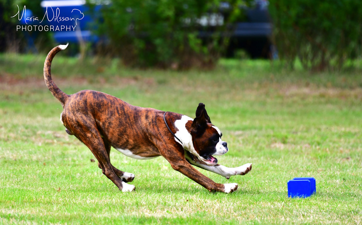 Boxer action
