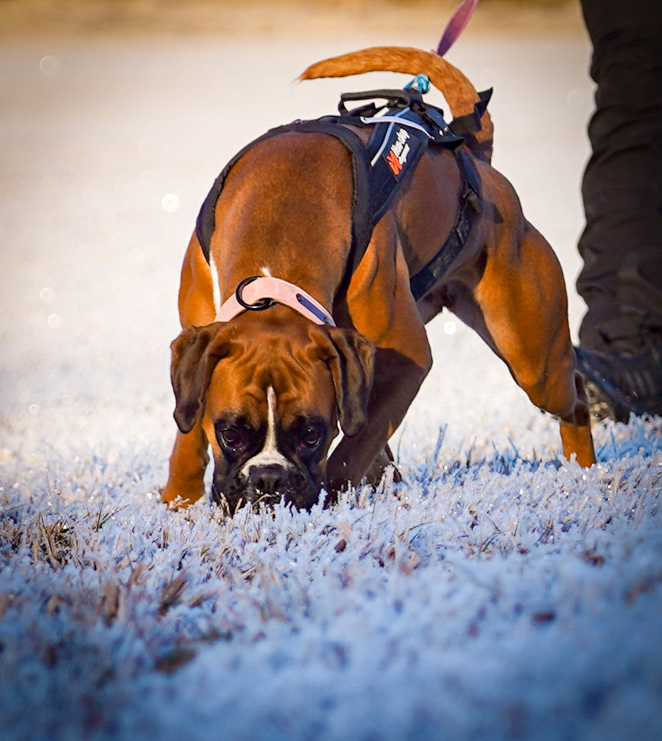 Boxer action