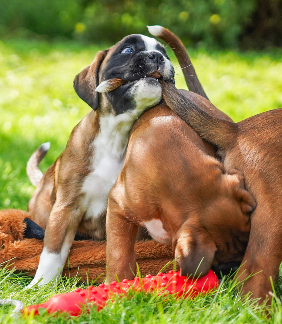 Boxer action