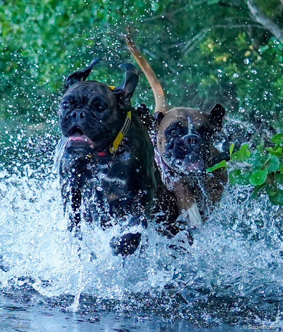 Boxer action