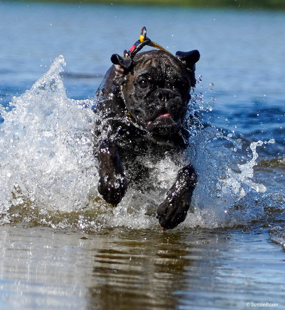 Boxer action