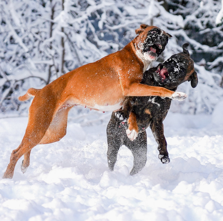 Boxer action