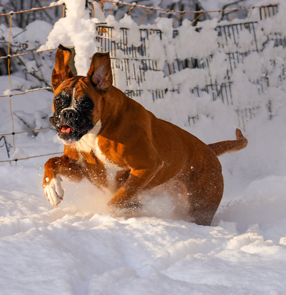 Boxer action