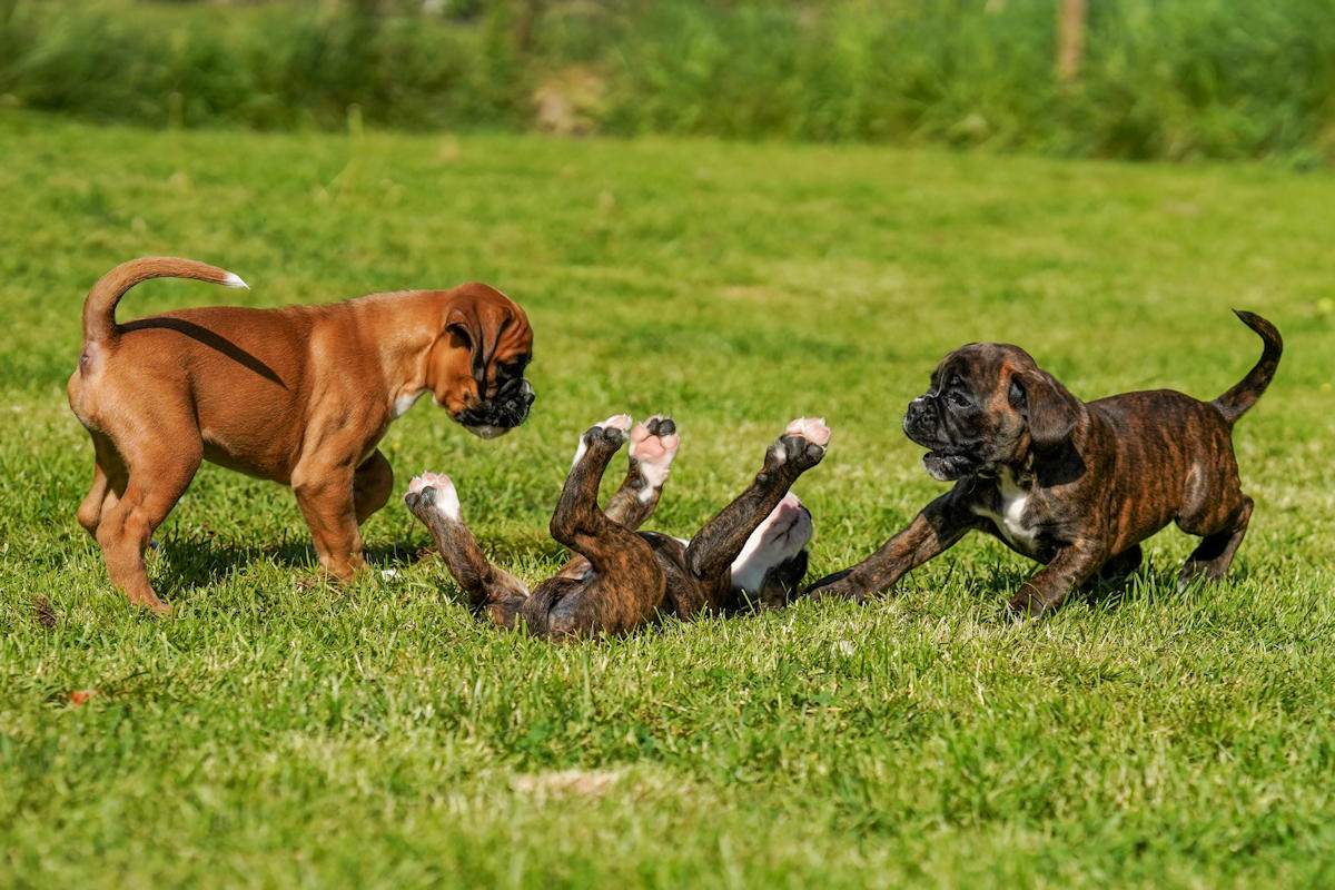 Boxer action