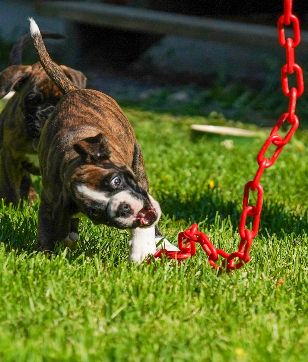 Boxer action