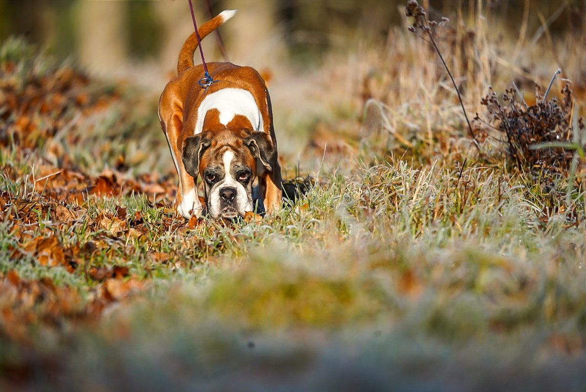 Boxer action