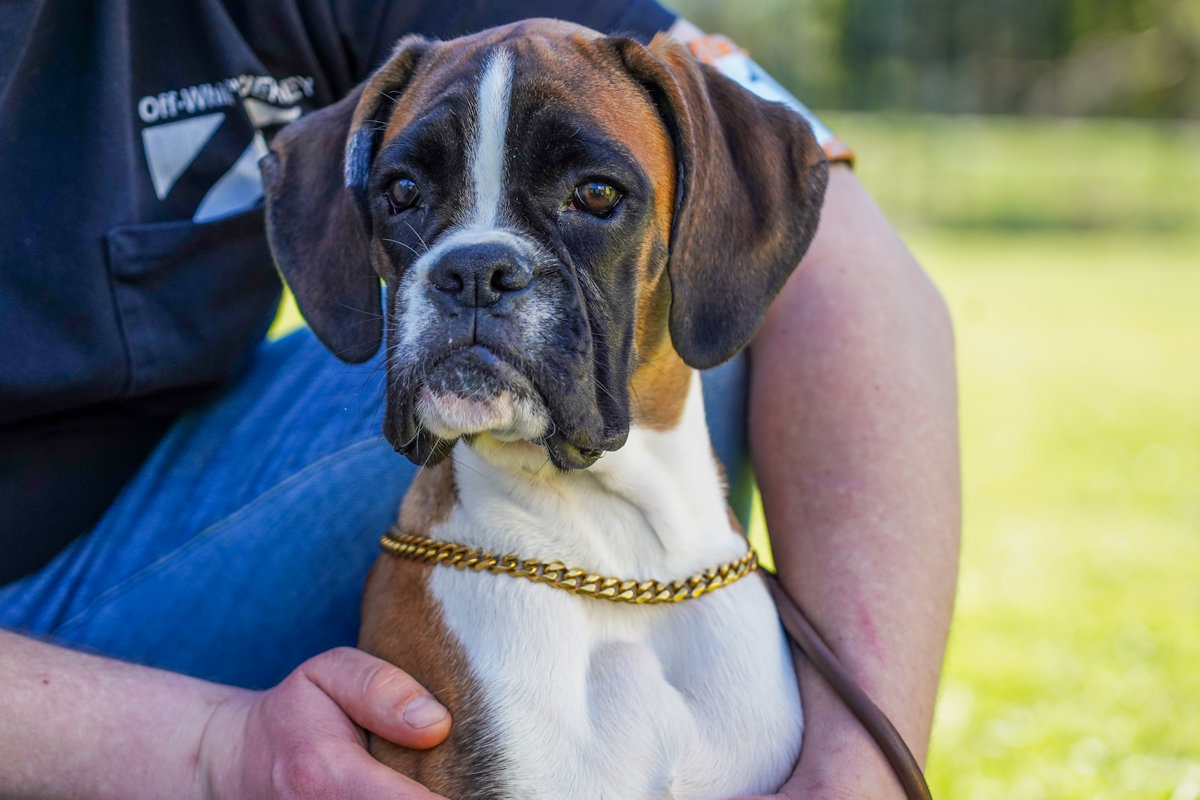 Boxer action