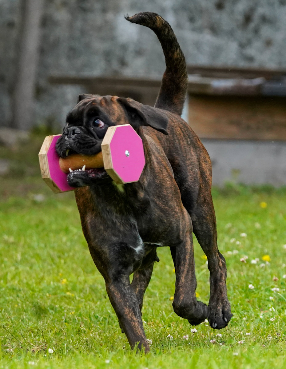 Boxer action