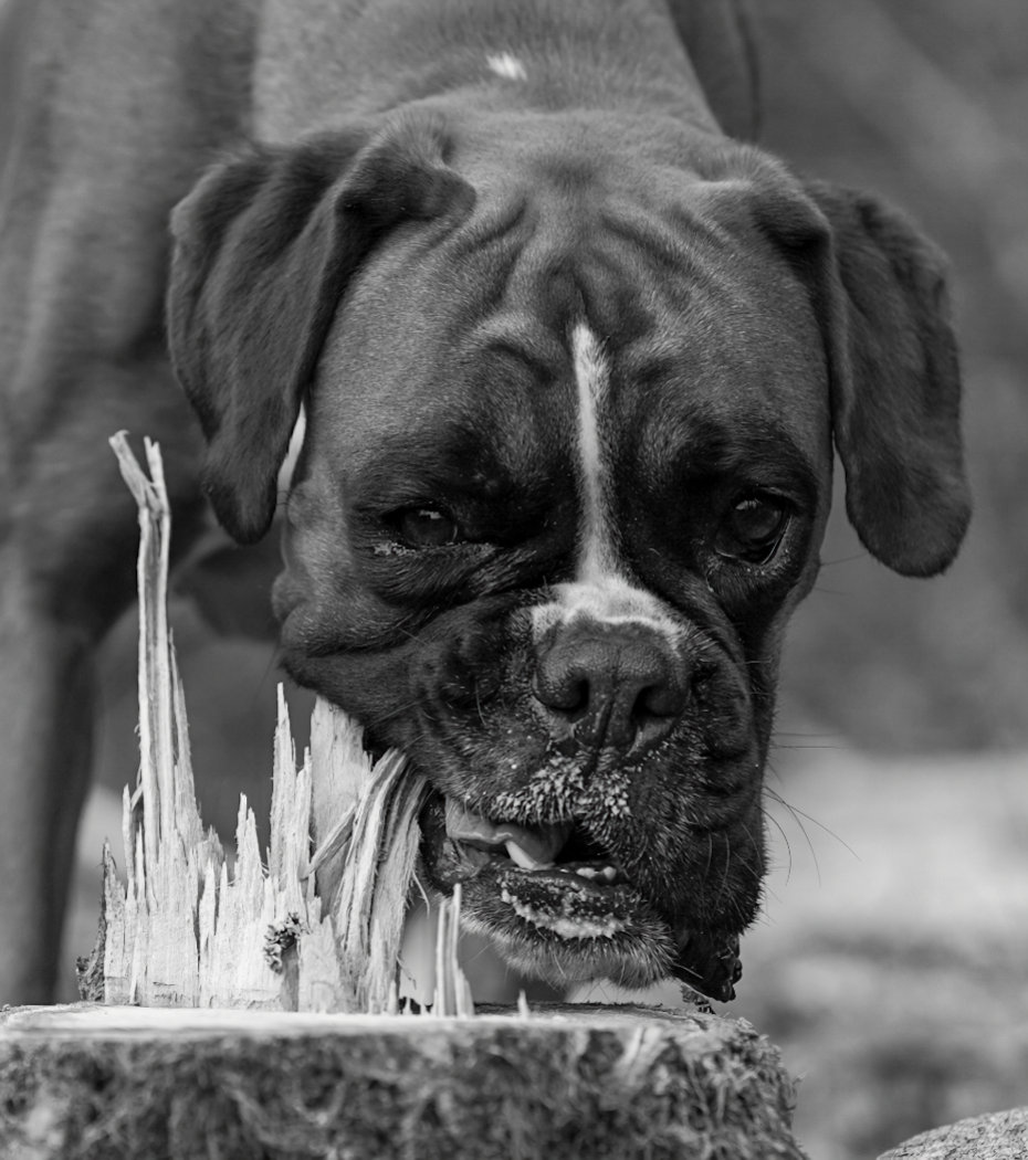 Boxer action