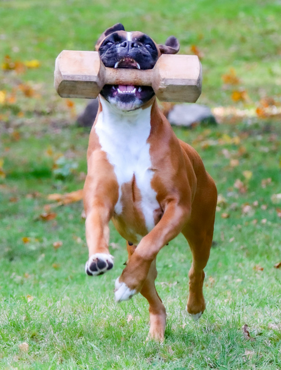 Boxer action